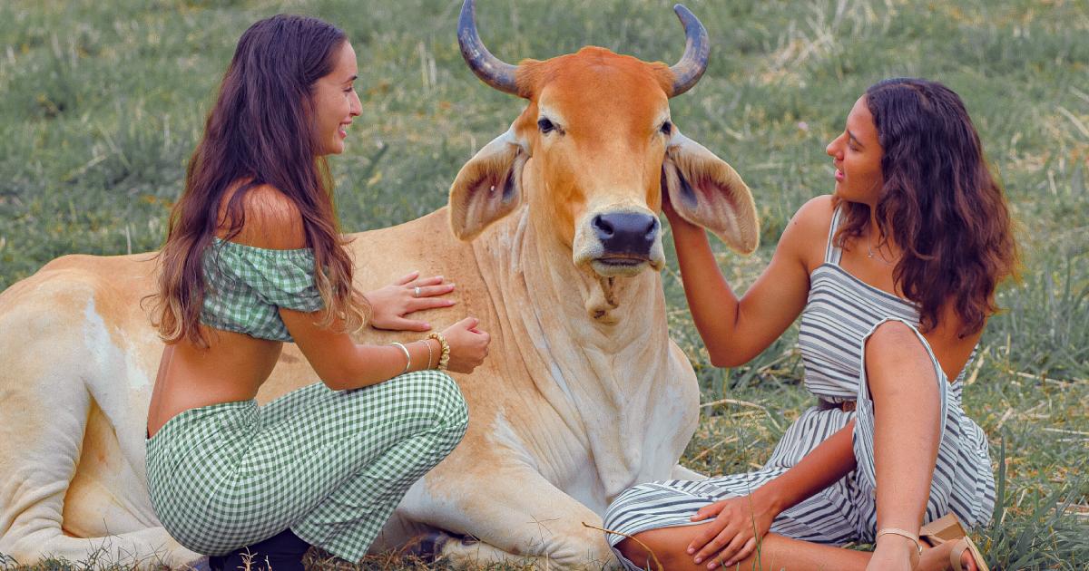 Cow Cuddling | Well Traveller | Cairns & Great Barrier Reef