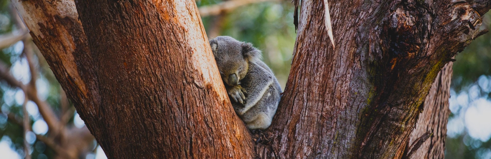 A koala sleeping in the fork of a large tree