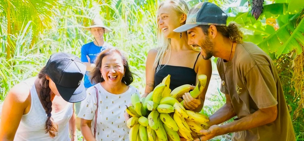 A group of people picking bananas on a farm in Maui