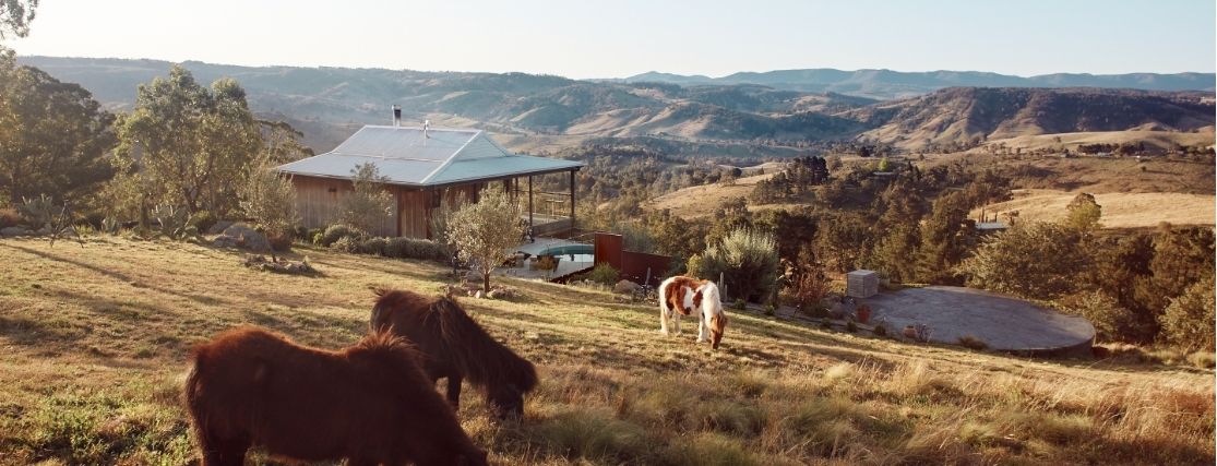 3 rescue ponies grazing on a paddock with a view to the NSW Blue Mountains