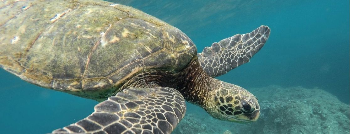 a Hawaiian Green Sea Turtle swimming in clear blue water