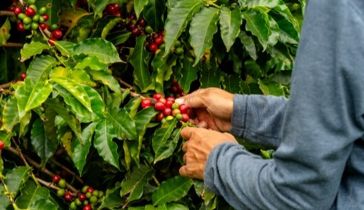 a farmer picking coffee from a tree