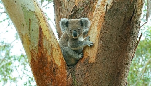 A koala in a gum tree